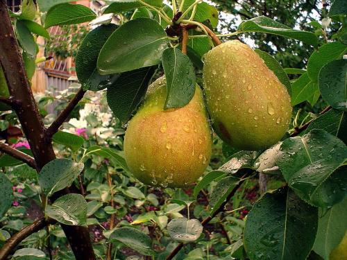 Совместимость вишни с другими плодовыми деревьями и кустарниками. Яблоня 02 Совместимость вишни с другими плодовыми деревьями и кустарниками. Яблоня 02