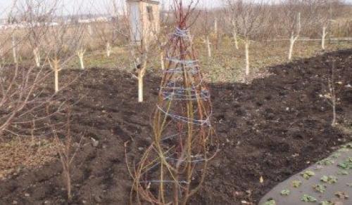 Правила ухода за яблоней осенью и весной. Когда сажать 10