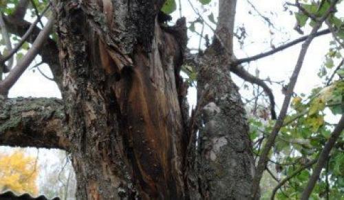 Правила ухода за яблоней осенью и весной. Когда сажать 03