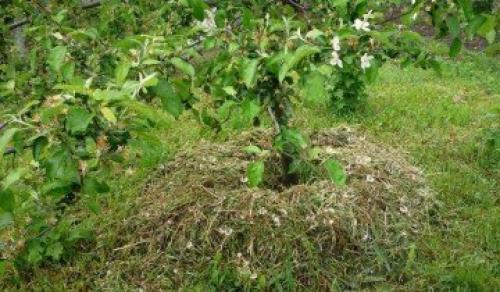 Правила ухода за яблоней осенью и весной. Когда сажать 04