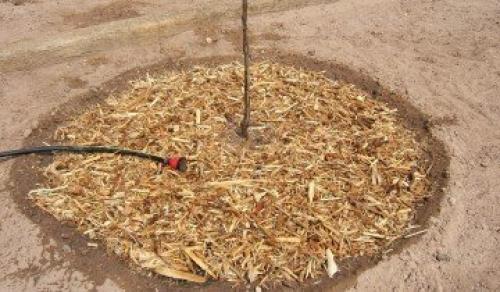 Правила ухода за яблоней осенью и весной. Когда сажать 12