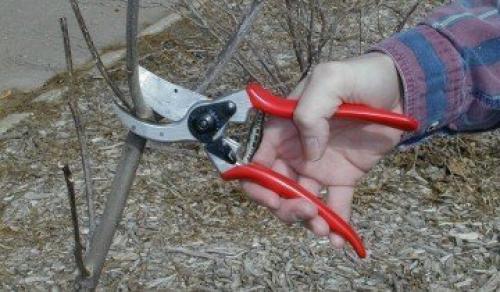 Правила ухода за яблоней осенью и весной. Когда сажать 02