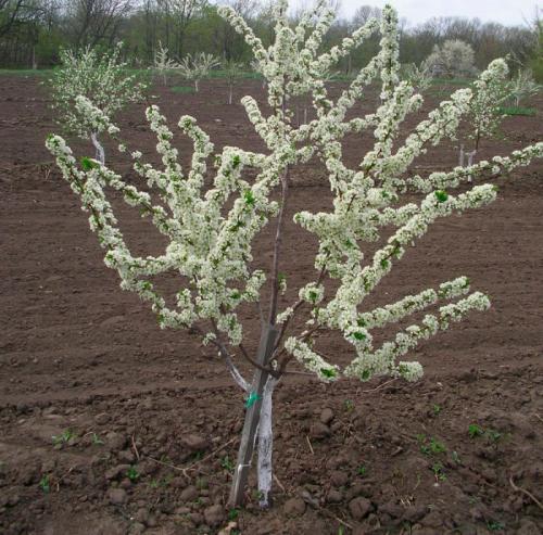 Уход за яблоней весной летом осенью. Как ухаживать в весеннее время