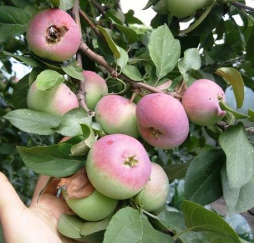 Уход за яблоней в августе.