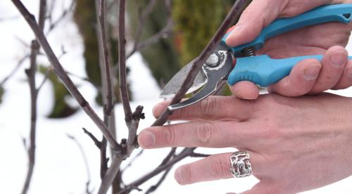 Правила ухода за яблоней осенью и весной. Когда сажать 20