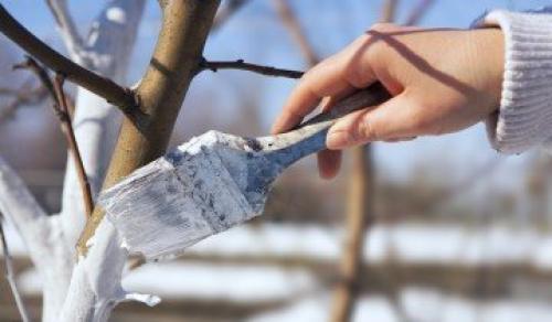 Правила ухода за яблоней осенью и весной. Когда сажать 07