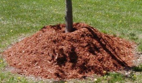 Правила ухода за яблоней осенью и весной. Когда сажать 08