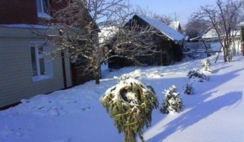 Правила ухода за яблоней осенью и весной. Когда сажать 09