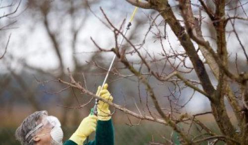 Правила ухода за яблоней осенью и весной. Когда сажать 06