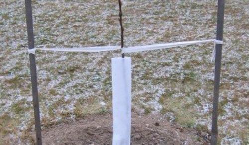 Правила ухода за яблоней осенью и весной. Когда сажать 11