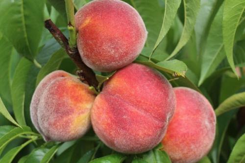 Сорта персиков для волгоградской области. Самые лучшие сорта персиков с фото и описанием