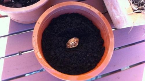 Как вырастить персик из косточки на даче. Как вырастить персик из косточки?