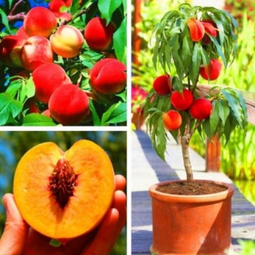 Сорта персиков для волгоградской области. Самые лучшие сорта персиков с фото и описанием 08 Сорта персиков для волгоградской области. Самые лучшие сорта персиков с фото и описанием 08