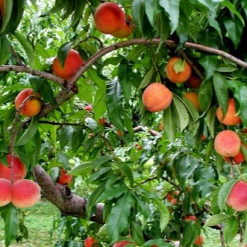 Сорта персиков для волгоградской области. Самые лучшие сорта персиков с фото и описанием 07 Сорта персиков для волгоградской области. Самые лучшие сорта персиков с фото и описанием 07