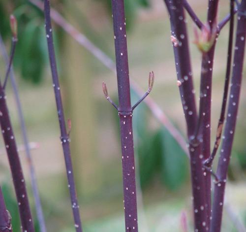 Обрезка дерена осенью. Как обрезать дерен для эффектного сада зимой?