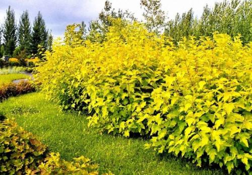 Обрезка осенью пузыреплодника. Нюансы обрезки пузыреплодника 03 Обрезка осенью пузыреплодника. Нюансы обрезки пузыреплодника 03