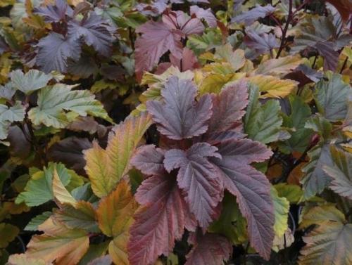 Обрезка осенью пузыреплодника. Нюансы обрезки пузыреплодника 08 Обрезка осенью пузыреплодника. Нюансы обрезки пузыреплодника 08