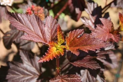 Обрезка осенью пузыреплодника. Нюансы обрезки пузыреплодника 04 Обрезка осенью пузыреплодника. Нюансы обрезки пузыреплодника 04