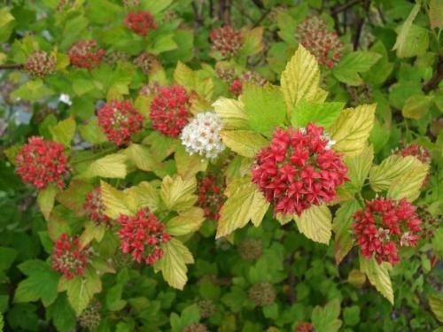 Обрезка осенью пузыреплодника. Нюансы обрезки пузыреплодника 13 Обрезка осенью пузыреплодника. Нюансы обрезки пузыреплодника 13