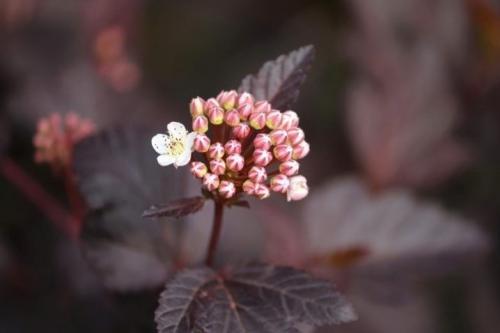 Обрезка осенью пузыреплодника. Нюансы обрезки пузыреплодника 14 Обрезка осенью пузыреплодника. Нюансы обрезки пузыреплодника 14