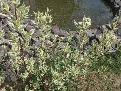 Обрезка дерена осенью. Как обрезать дерен для эффектного сада зимой?