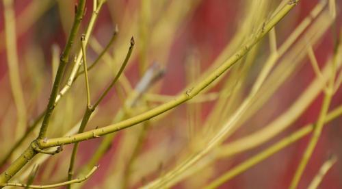 Обрезка дерена осенью. Как обрезать дерен для эффектного сада зимой?