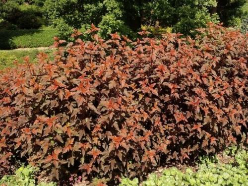 Обрезка осенью пузыреплодника. Нюансы обрезки пузыреплодника 09 Обрезка осенью пузыреплодника. Нюансы обрезки пузыреплодника 09