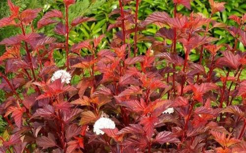 Обрезка осенью пузыреплодника. Нюансы обрезки пузыреплодника 06 Обрезка осенью пузыреплодника. Нюансы обрезки пузыреплодника 06