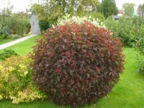 Обрезка осенью пузыреплодника. Нюансы обрезки пузыреплодника 01 Обрезка осенью пузыреплодника. Нюансы обрезки пузыреплодника 01