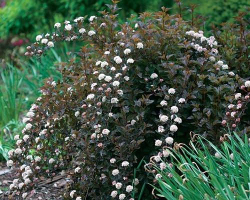 Обрезка осенью пузыреплодника. Нюансы обрезки пузыреплодника 16 Обрезка осенью пузыреплодника. Нюансы обрезки пузыреплодника 16