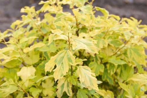 Обрезка осенью пузыреплодника. Нюансы обрезки пузыреплодника 05 Обрезка осенью пузыреплодника. Нюансы обрезки пузыреплодника 05