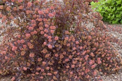 Обрезка осенью пузыреплодника. Нюансы обрезки пузыреплодника 15 Обрезка осенью пузыреплодника. Нюансы обрезки пузыреплодника 15