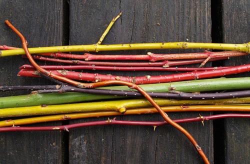 Обрезка дерена осенью. Как обрезать дерен для эффектного сада зимой?