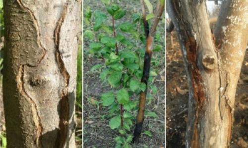 Как ухаживать за яблоней в первый год посадки. Сроки 14 Как ухаживать за яблоней в первый год посадки. Сроки 14