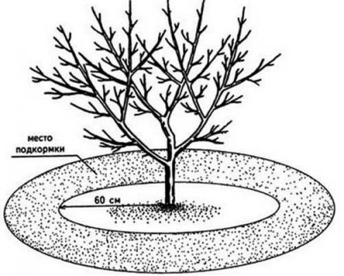 Как ухаживать за яблоней в первый год посадки. Сроки 05 Как ухаживать за яблоней в первый год посадки. Сроки 05