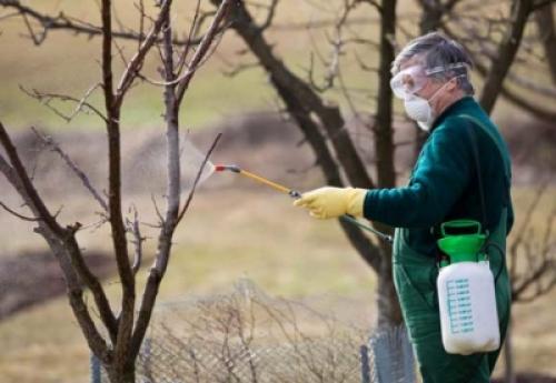 Как ухаживать за яблоней в первый год посадки. Сроки 15 Как ухаживать за яблоней в первый год посадки. Сроки 15
