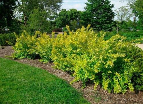 Обрезка осенью пузыреплодника. Нюансы обрезки пузыреплодника 12 Обрезка осенью пузыреплодника. Нюансы обрезки пузыреплодника 12