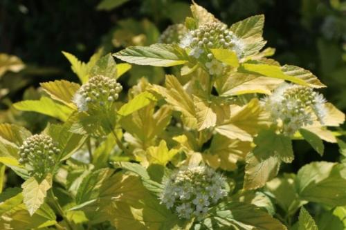 Обрезка осенью пузыреплодника. Нюансы обрезки пузыреплодника 11 Обрезка осенью пузыреплодника. Нюансы обрезки пузыреплодника 11