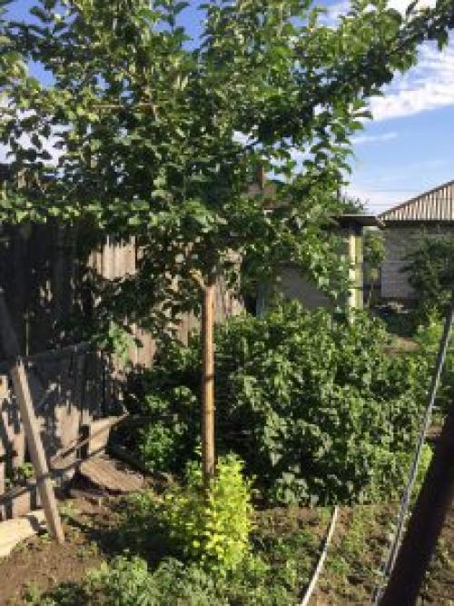 Можно ли сажать красную и черную смородину рядом. Что можно посадить рядом со смородиной