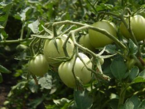 Можно ли сажать красную и черную смородину рядом. Что можно посадить рядом со смородиной