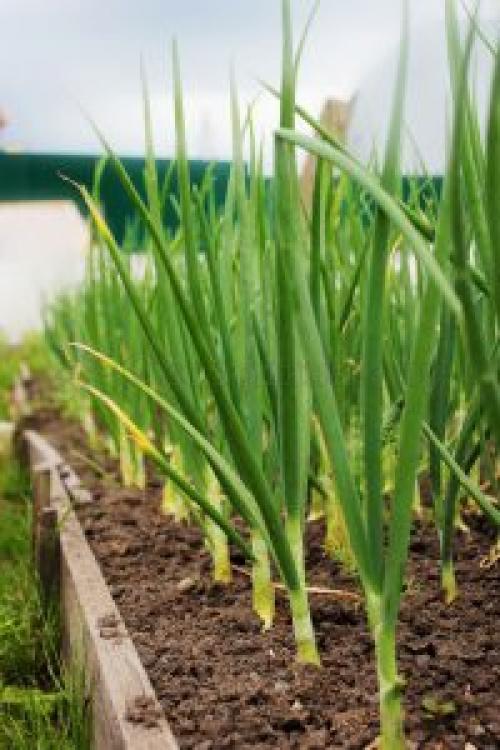 Можно ли сажать красную и черную смородину рядом. Что можно посадить рядом со смородиной