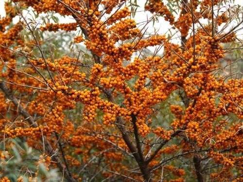 Совместимость деревьев и кустарников в саду таблица. Наилучшая совместимость плодовых деревьев и кустарников 07