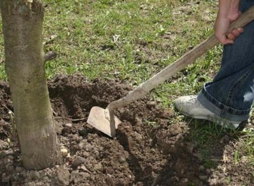 Как ухаживать за саженцем яблони. Уход за саженцем яблони в первый год жизни 18