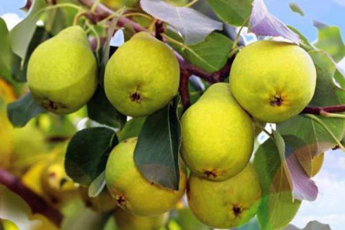 Уход за саженцами груши. Выращивание груши: советы опытных дачников