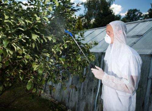 Как ухаживать за яблоней весной. Как правильно ухаживать за яблоней весной, чтобы осенью быть с урожаем?