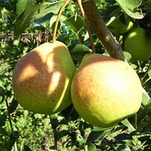 Уход за саженцами груши. Выращивание груши: советы опытных дачников