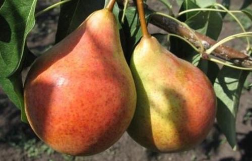 Уход за саженцами груши. Выращивание груши: советы опытных дачников