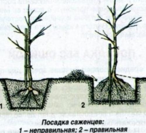 Яблоня первый год после посадки.  Рекомендации по посадке яблони