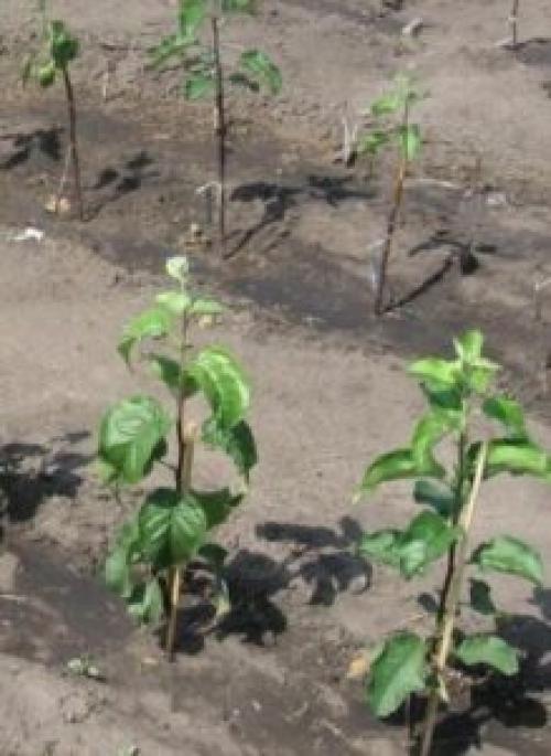 Яблоня первый год после посадки.  Рекомендации по посадке яблони