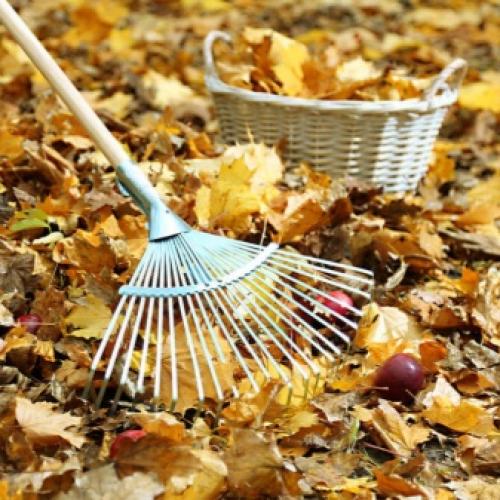 Как ухаживать за саженцем яблони. Уход за саженцем яблони в первый год жизни 16